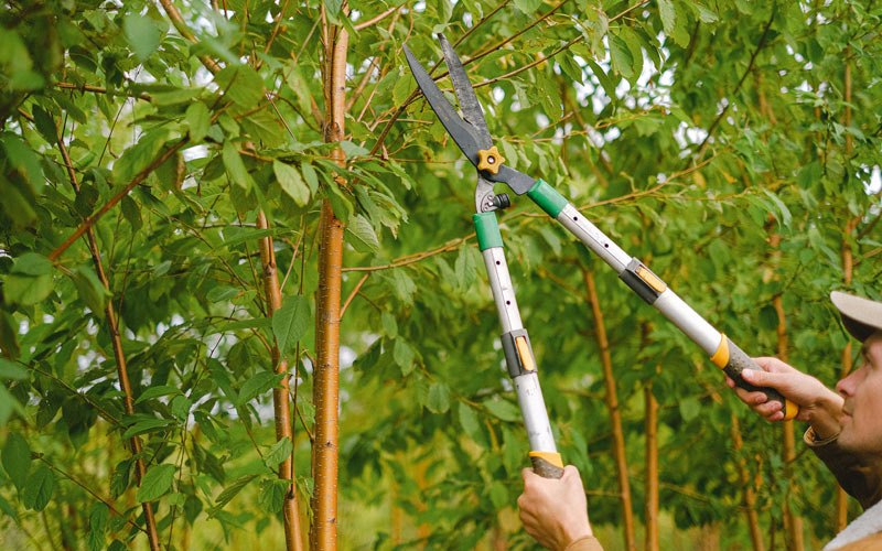 Tree trimming in Wittenberg, WI
